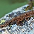 Bergeidechse (Zootoca vivipara) mit Schwanzregenerat. - Lézard vivipare.