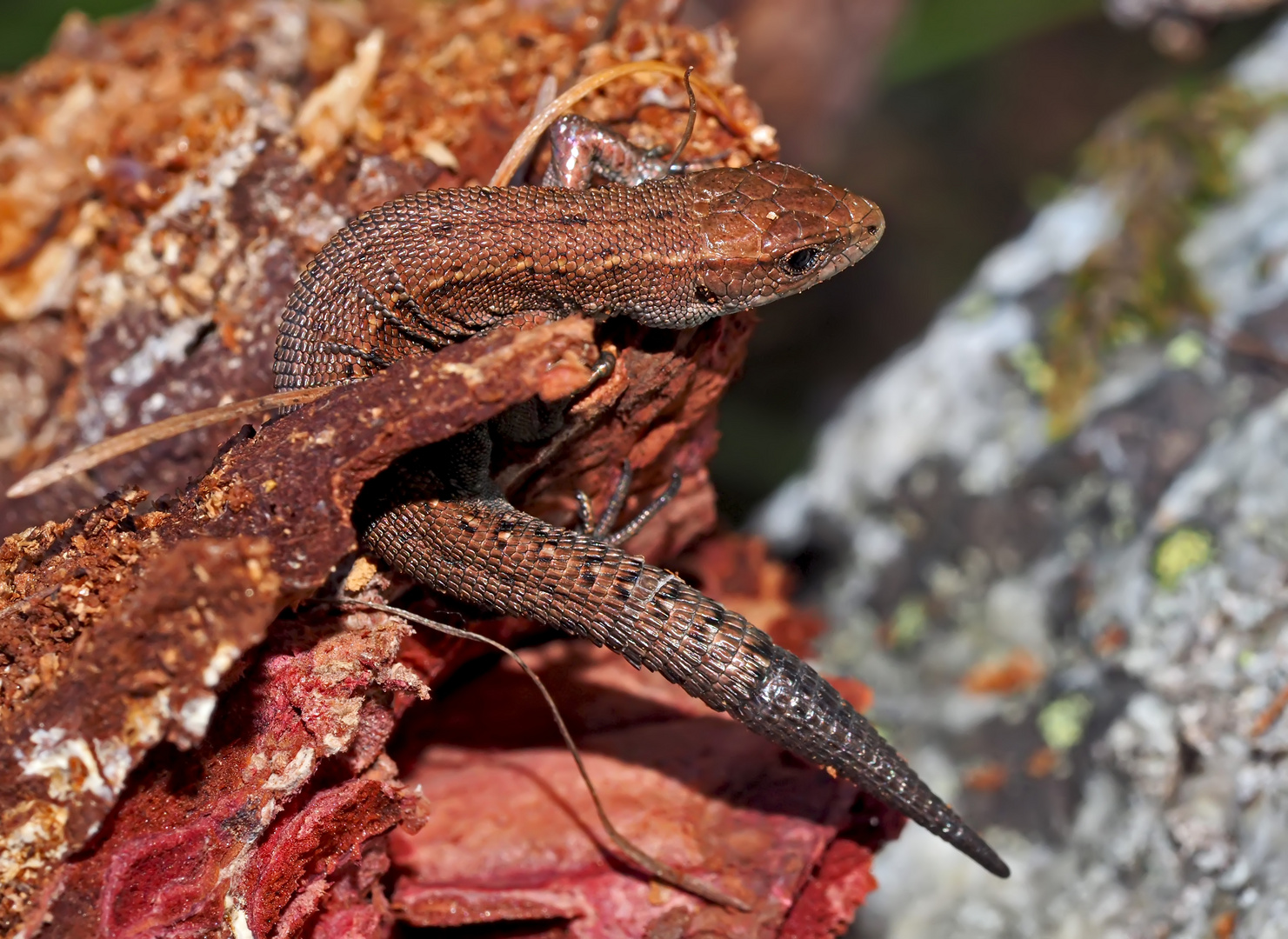 Bergeidechse (Zootoca vivipara) mit Schwanzregenerat. - Lézard vivipare.