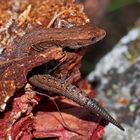 Bergeidechse (Zootoca vivipara) mit Schwanzregenerat. - Lézard vivipare.