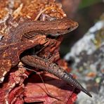 Bergeidechse (Zootoca vivipara) mit Schwanzregenerat. - Lézard vivipare.