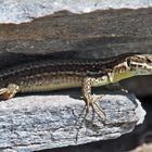 Bergeidechse (Zootoca vivipara vivipara) - Lézard vivipare.