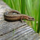 Bergeidechse (Zootoca vivipara) vor dem Absprung