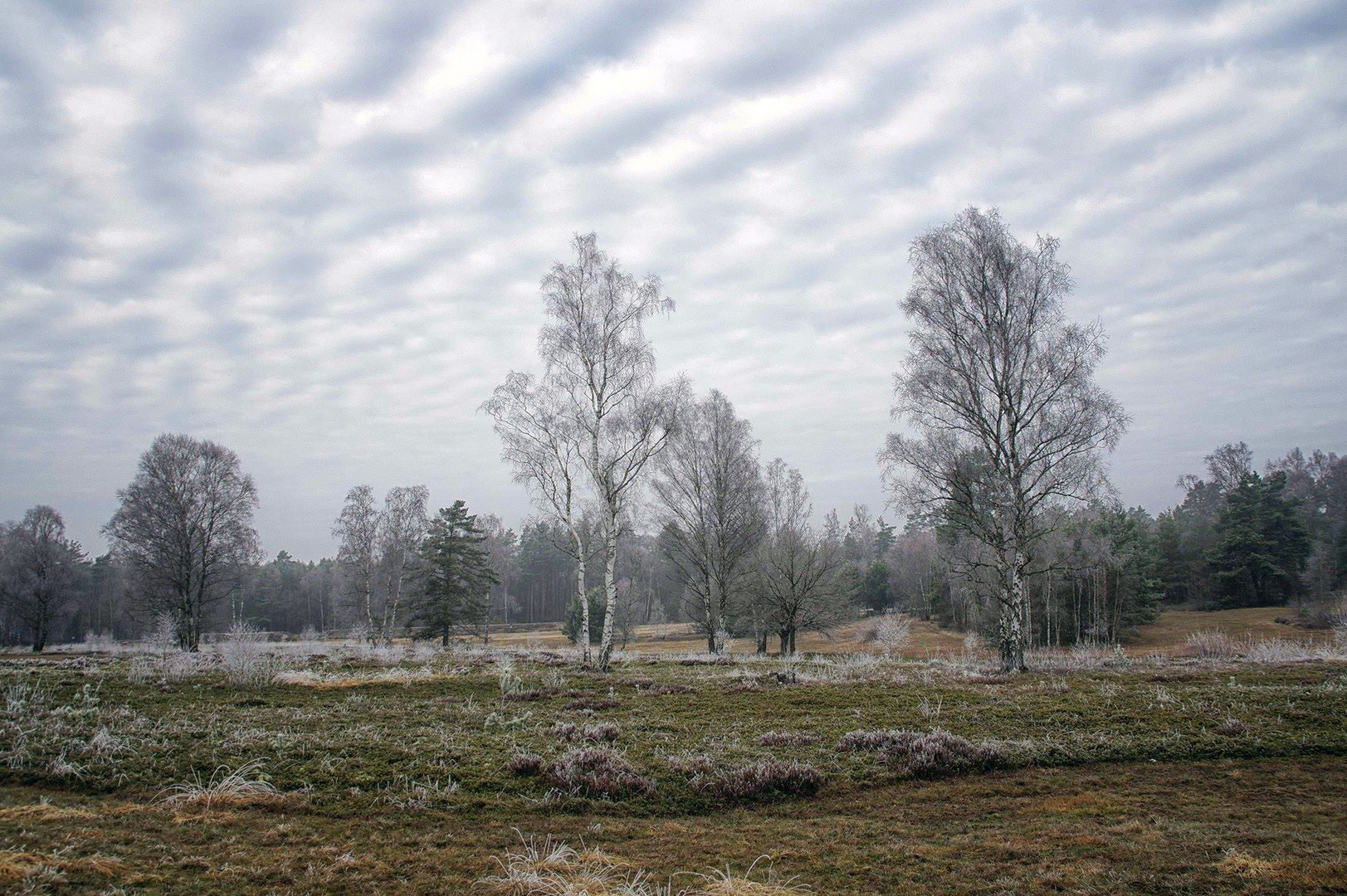 Bergen Belsen1