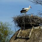 Bergenhusen Storchennest