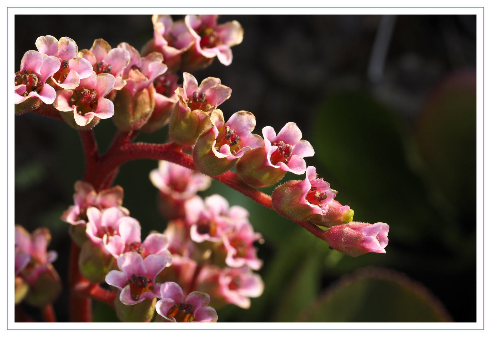 Bergenia