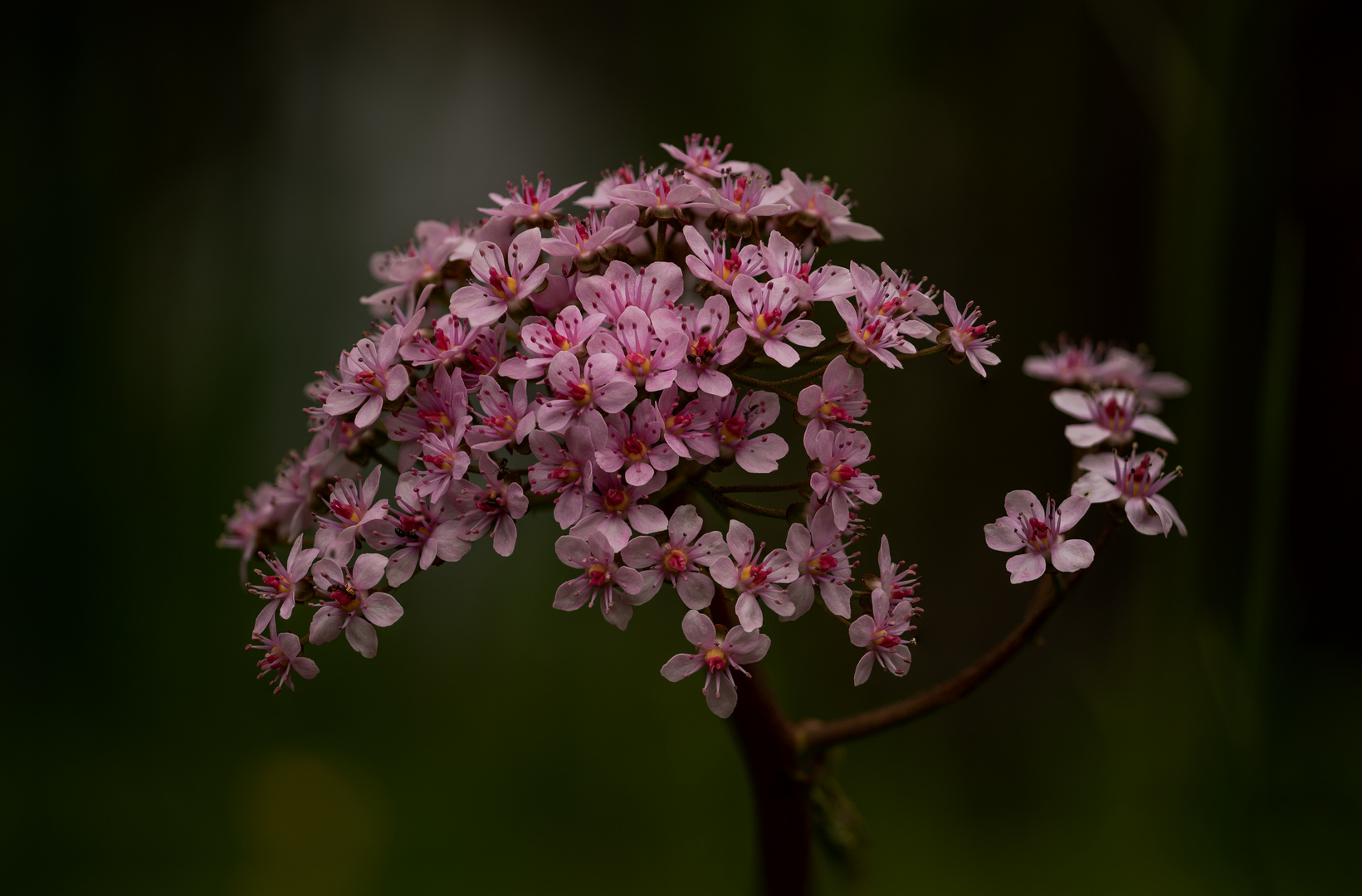 *Bergenia*