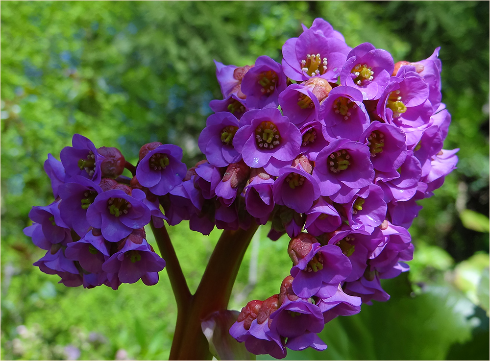 Bergenia