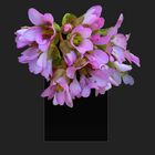 BERGENIA