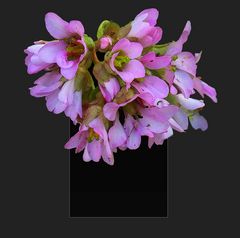 BERGENIA