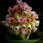 Bergenia