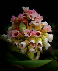 Bergenia