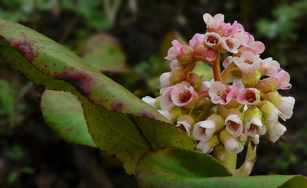 Bergenia