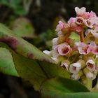 Bergenia