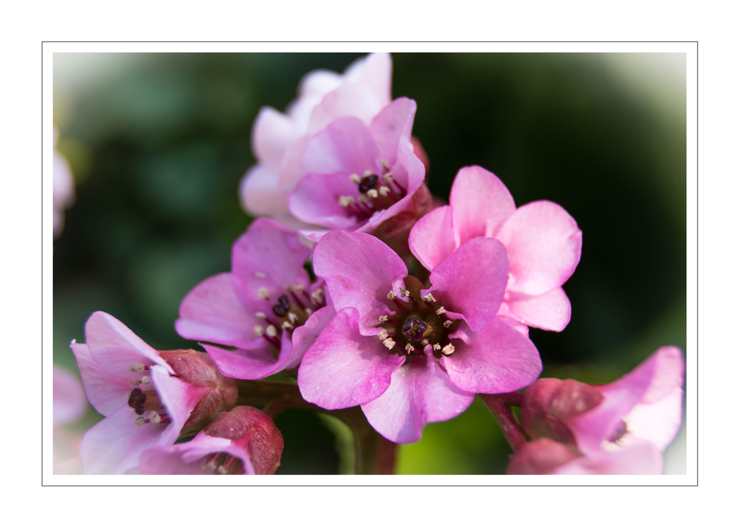 Bergenia