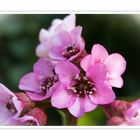 Bergenia