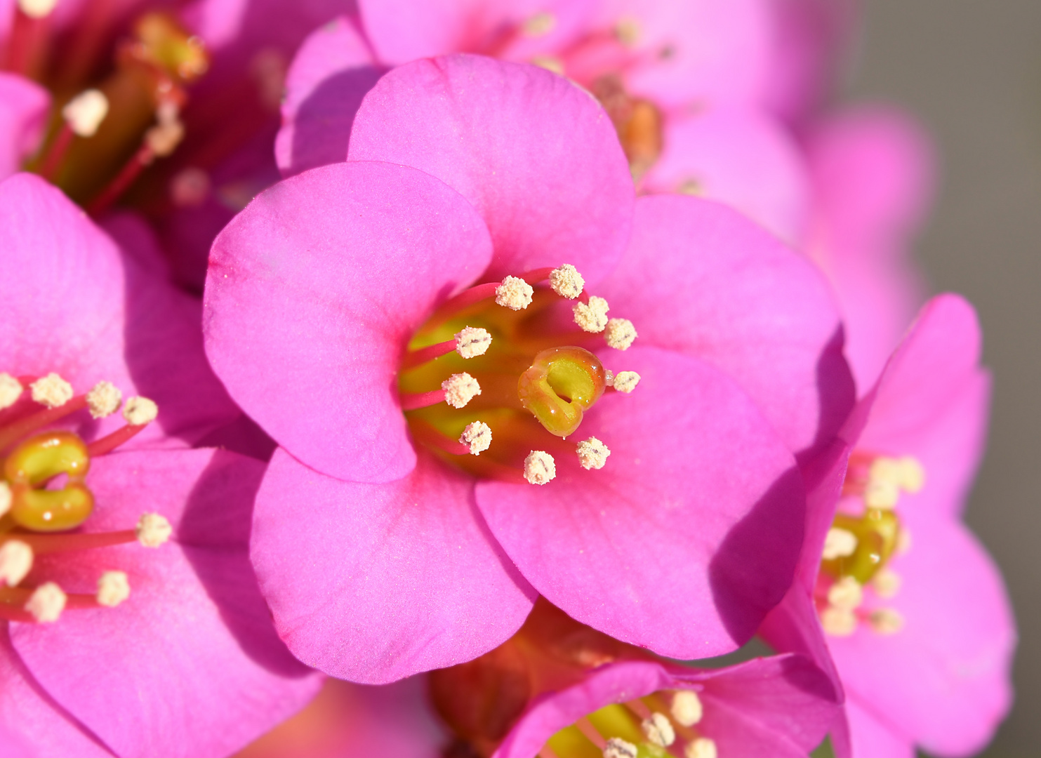 Bergenia