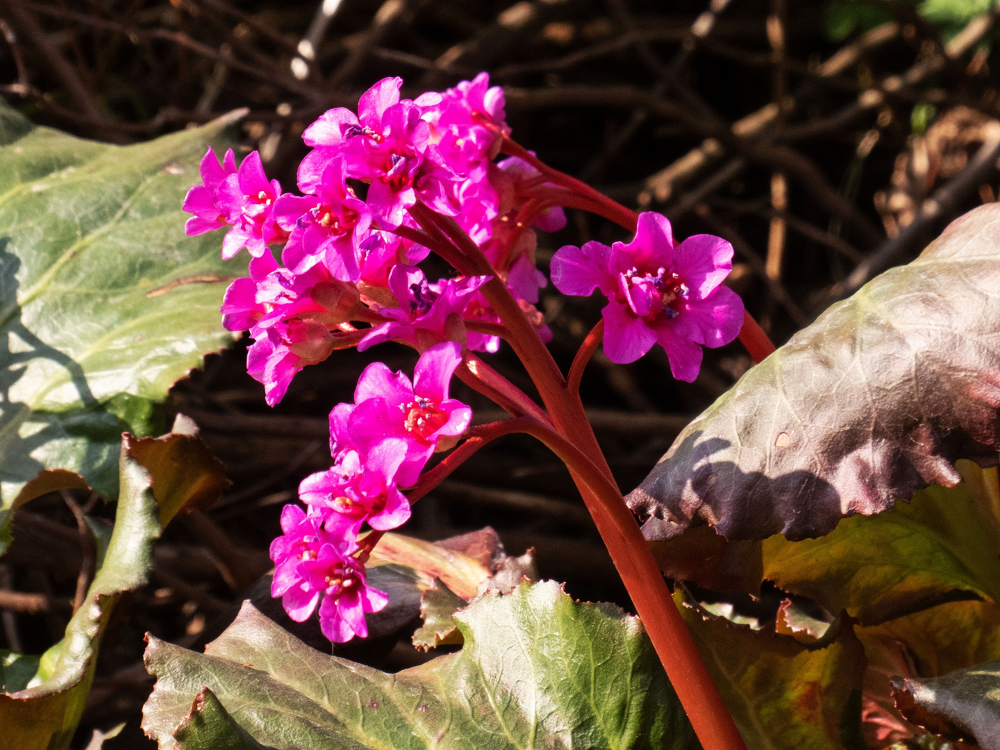 Bergenia