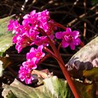 Bergenia