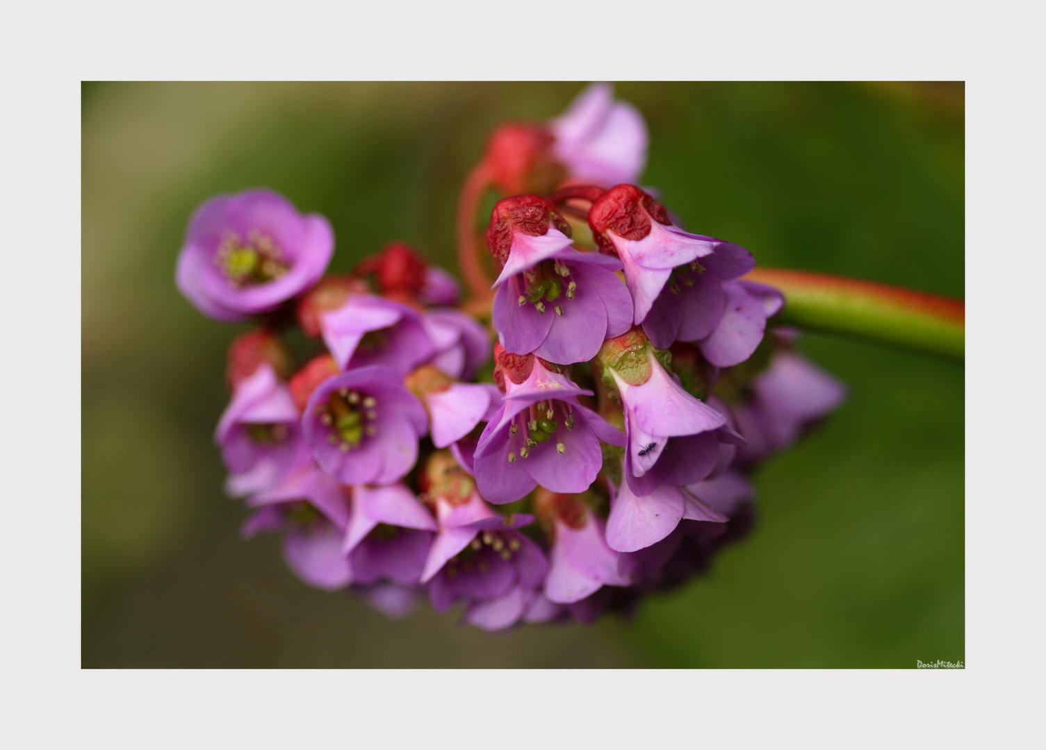 Bergenia