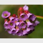 Bergenia