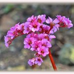 Bergenia cordifolia