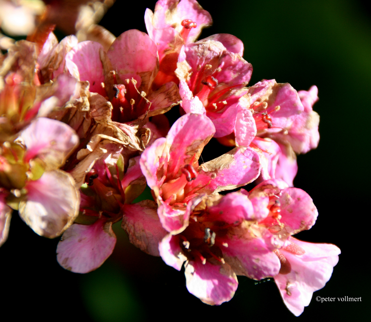 Bergenia cordifolia 'Herbstblüte'