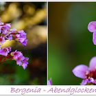 Bergenia