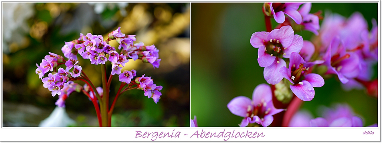 Bergenia