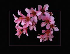 Bergenia