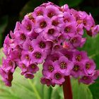 Bergenia flower.