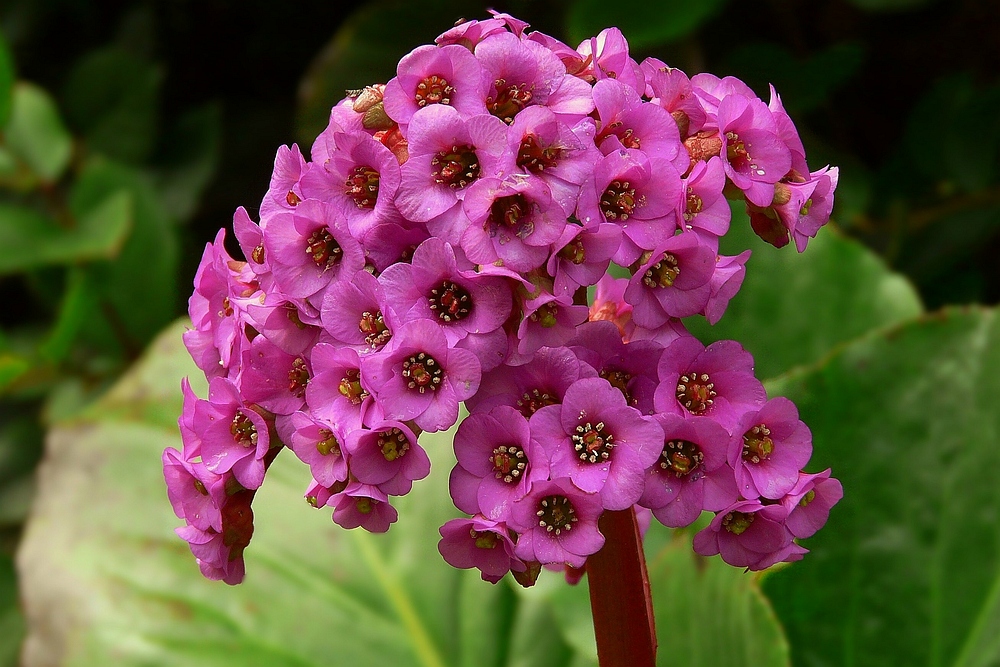 Bergenia flower.