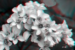 Bergeniablüte - Anaglypgen