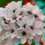 Bergeniablüte - Anaglyphen