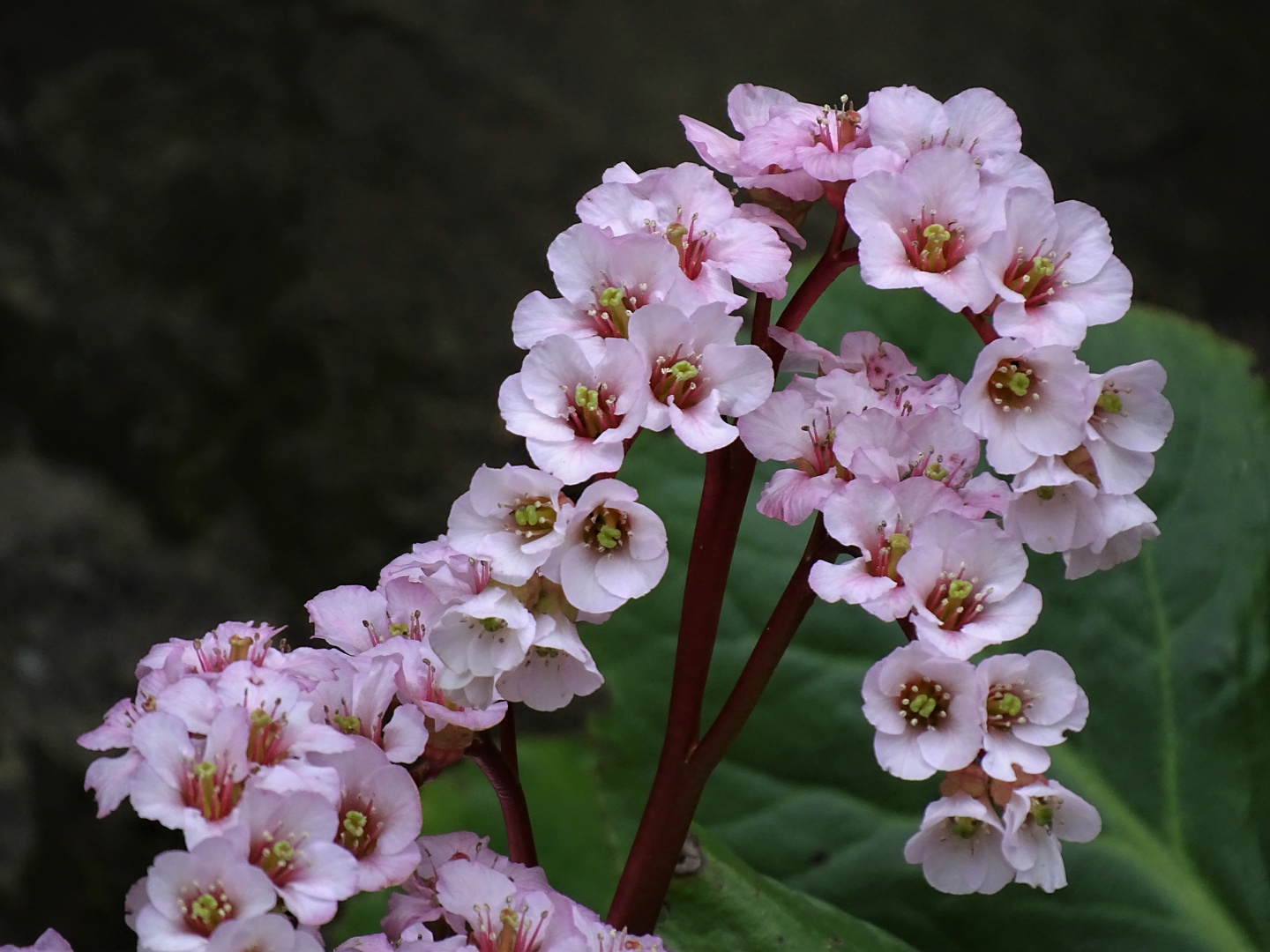 Bergenie ( bergenia )