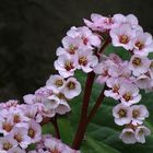 Bergenie ( bergenia )