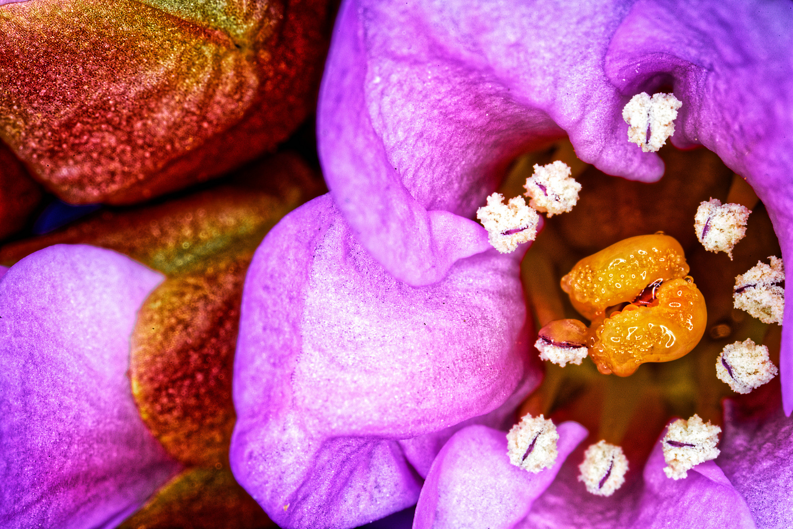 Bergenie, Blütenstempel und Blütenpollen