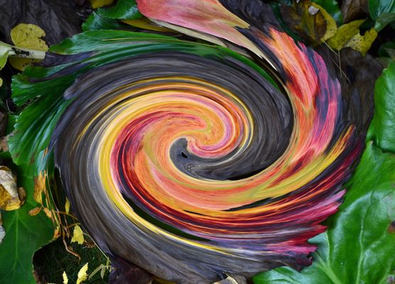 Bergenie  im Farbenrausch