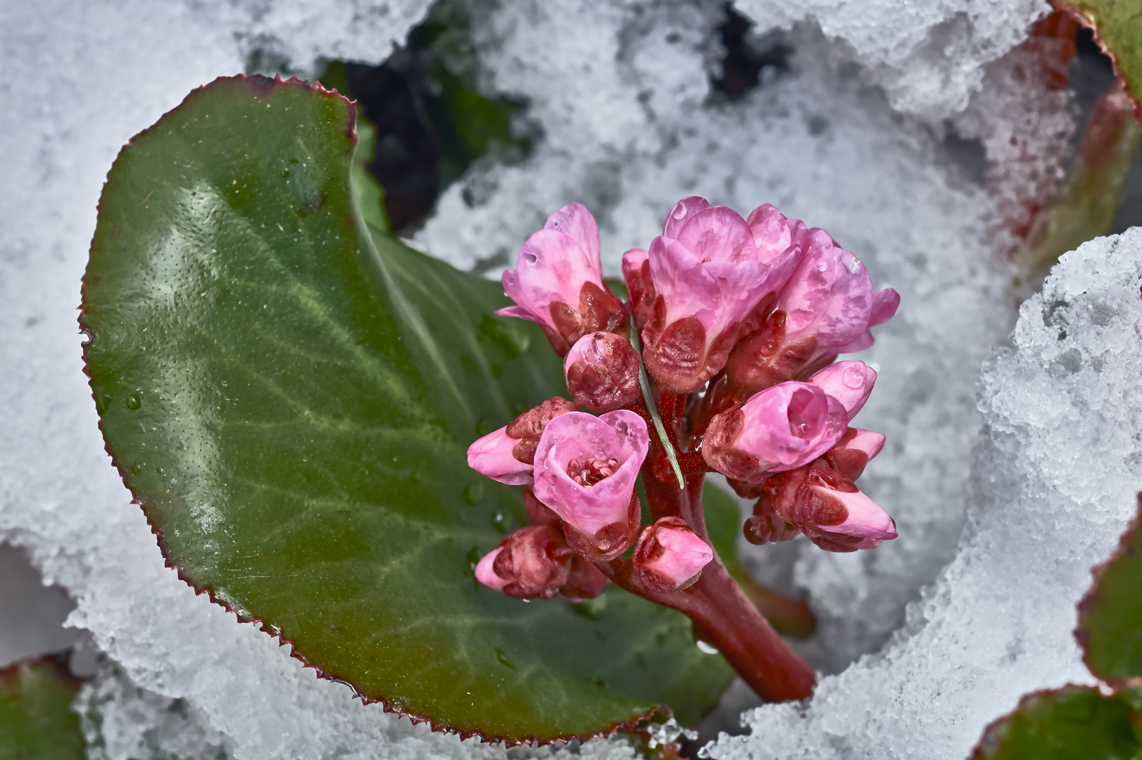 Bergenie im Schnee