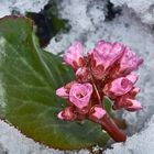 Bergenie im Schnee