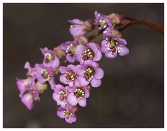 Bergenien-Details