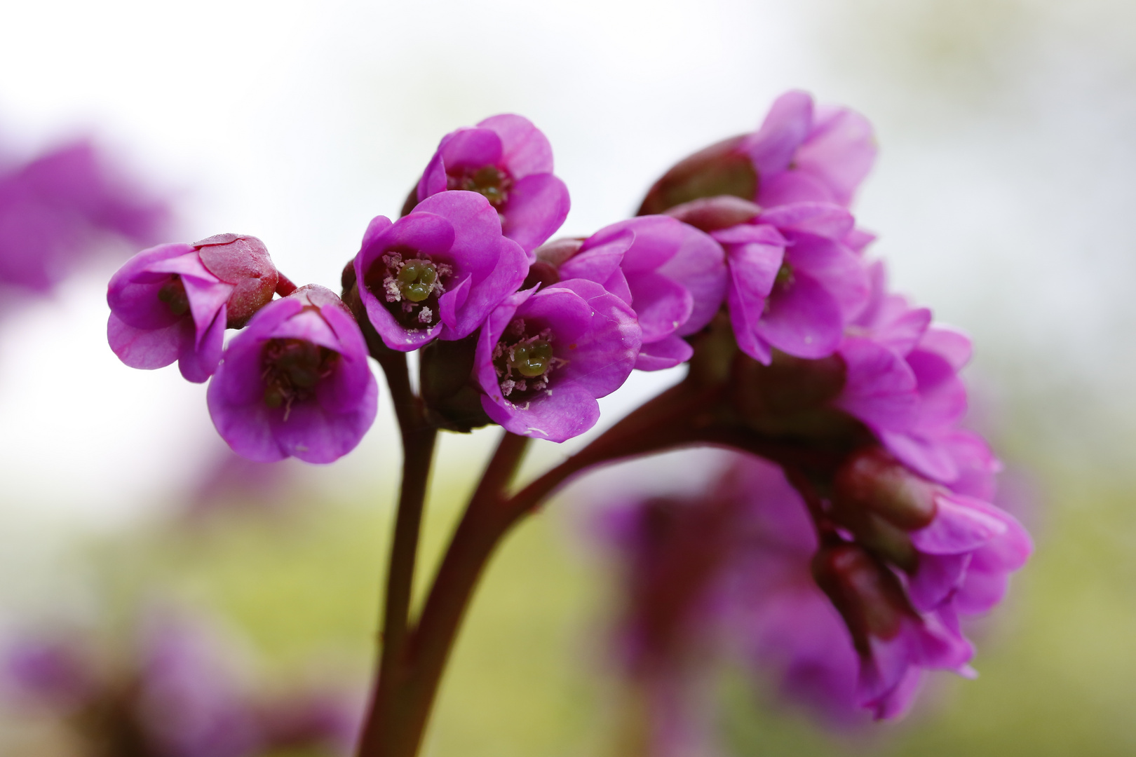 Bergenienblüte