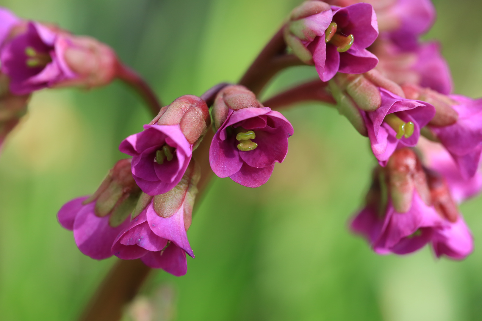 Bergenienblüten