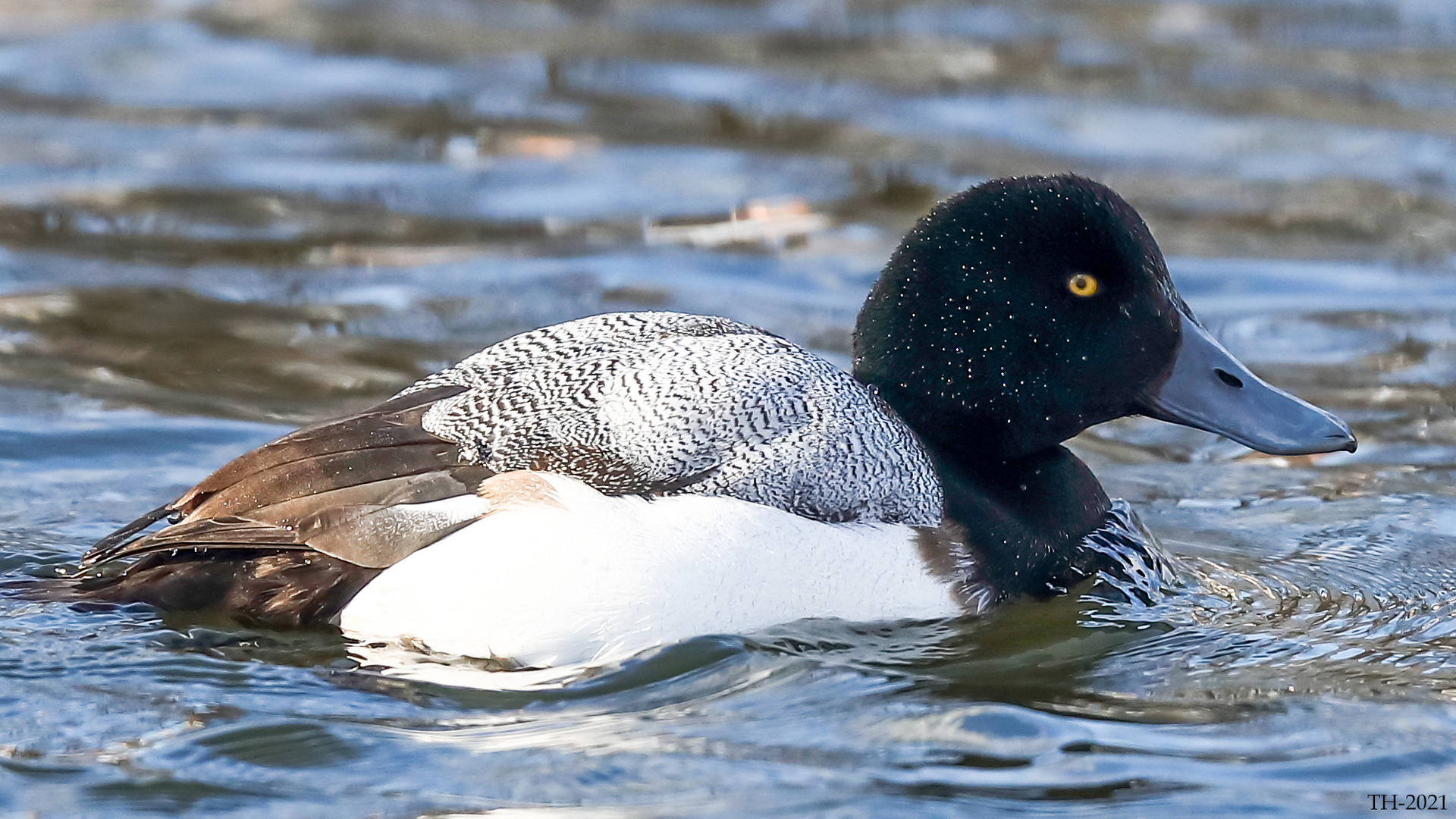 Bergente Aythya Marila Foto Bild Tiere Wildlife Wild Lebende Vogel Bilder Auf Fotocommunity