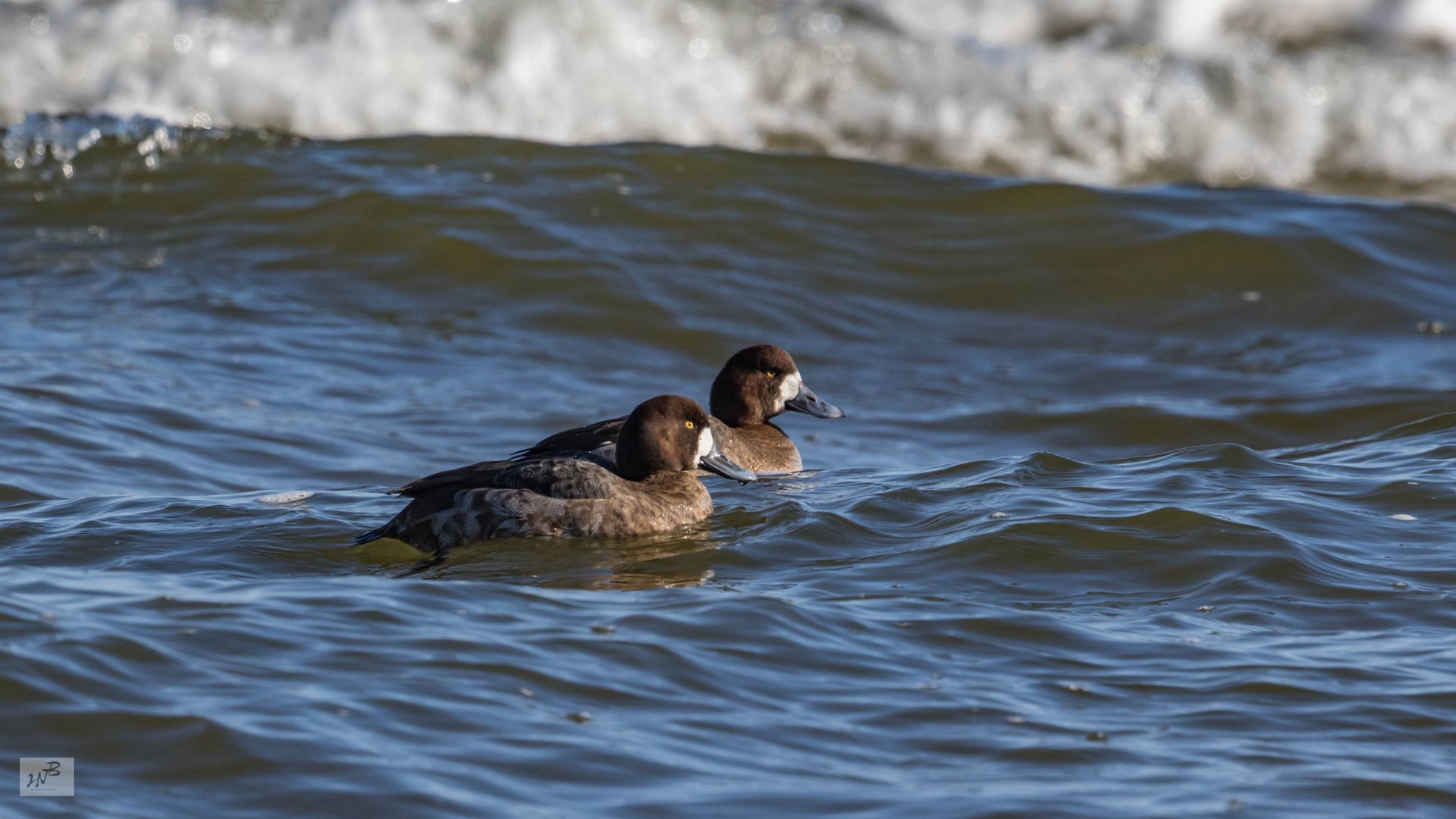 Bergenten (Aythya marila), an der Ostsee  