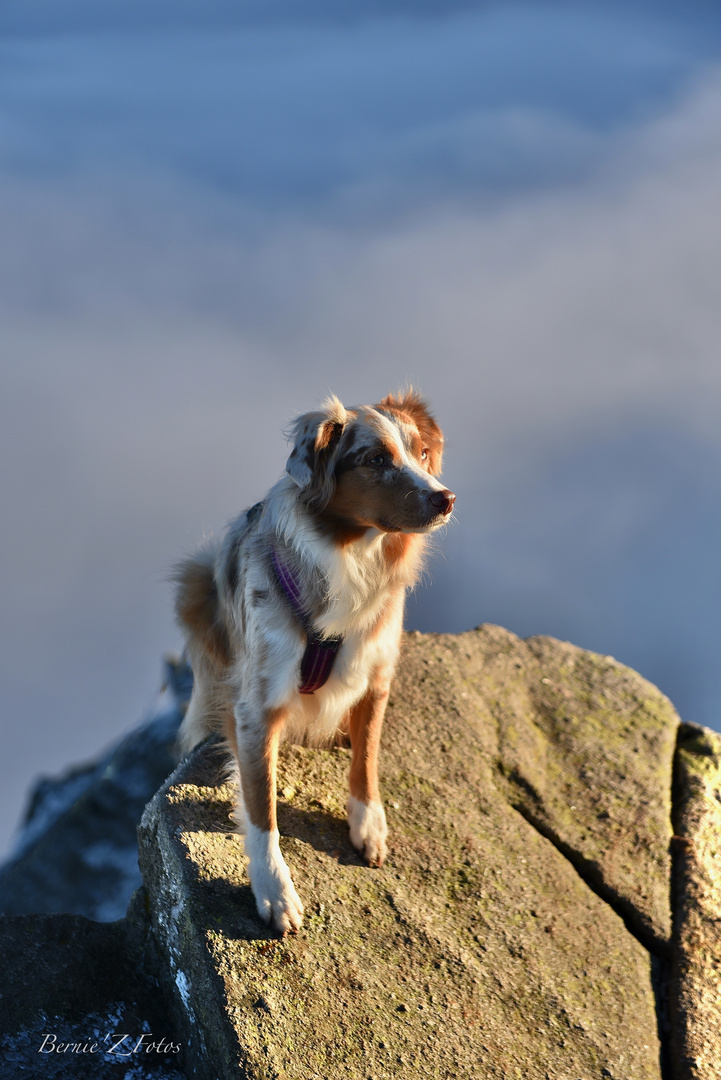 Berger australien alpiniste