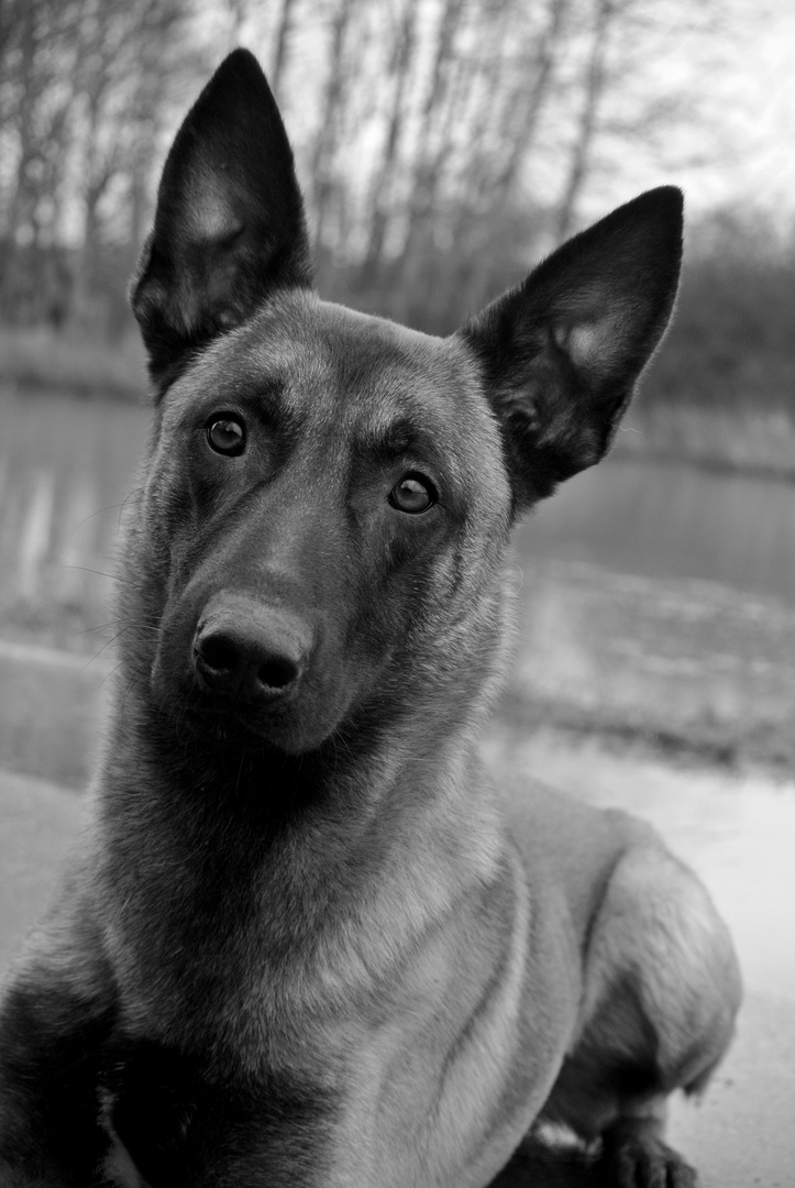 Berger Belge Malinois