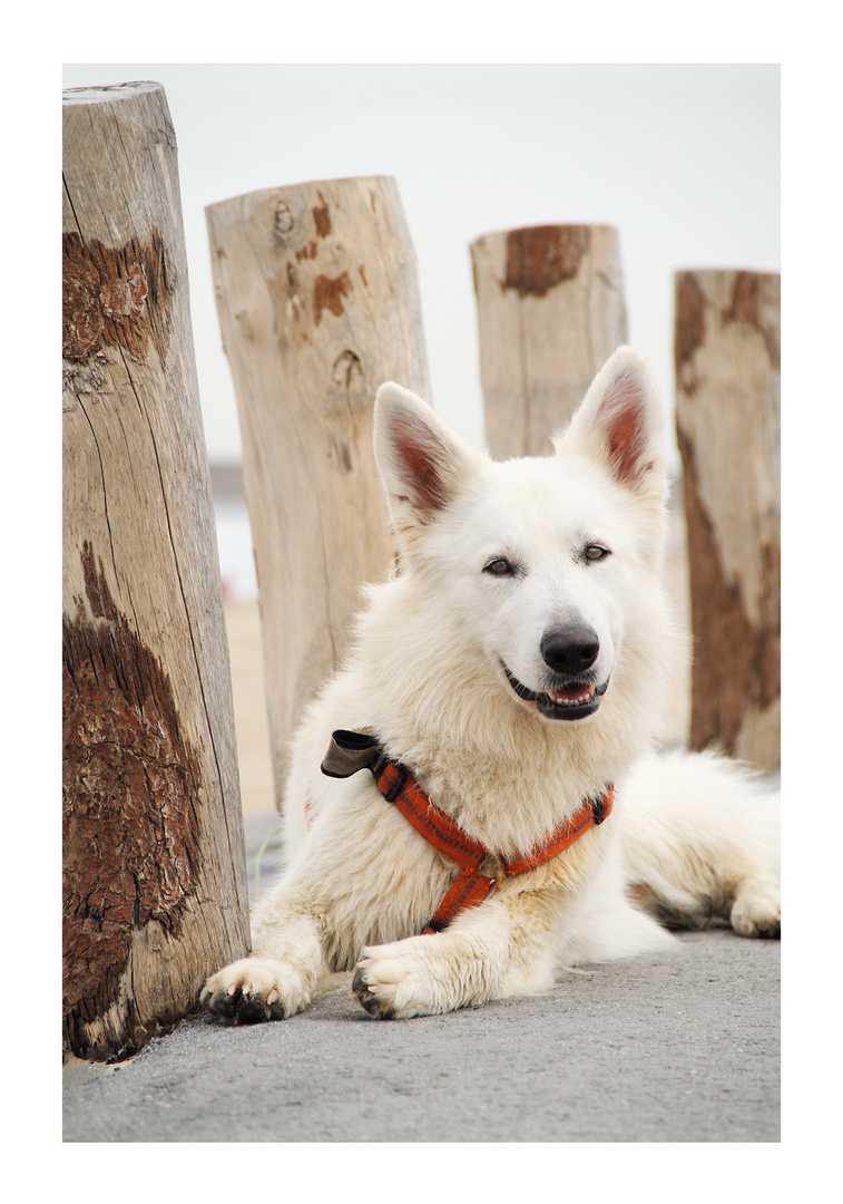 Berger Blanc Suisse