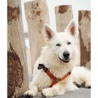 Berger Blanc Suisse