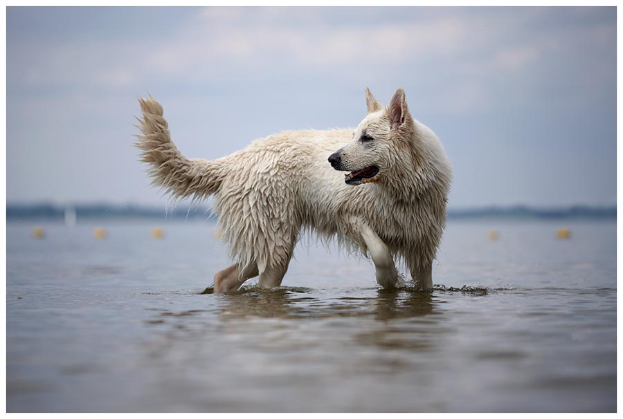 Berger Blanc Suisse