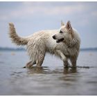 Berger Blanc Suisse